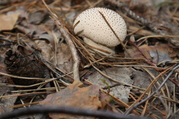 Гриб дождевик