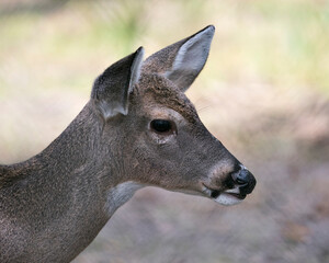 Obraz premium Deer animal stock photo. Image. Picture. Portrait. Deer White-tailed dear head close-up profile view with blur background displaying its head, ears, eye, mouth, nose, brown fur in its habitat.