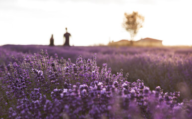 Sunset over blooming lavender field