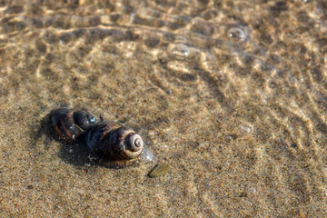 Brown shell on the sand in the foreground, small pebbles, close-up river snail. Marine background for presentations, ecology, fishing, countryside, outdoor recreation. Picture for the puzzle.
