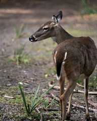 Deer animal stock photo. Image. Picture. Portrait. Rear view of the deer.