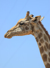 Portrait of a beautiful giraffe