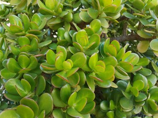 Green succulent plant background. 