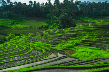 greenish rice fields with lines on bali in Indonesia