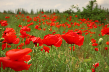 Beautiful red poppy flowers growing in field