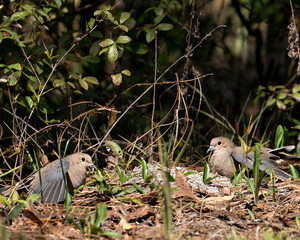 Dove Stock Photos.  Mourning Dove Stock Photos. Picture. Image. Portrait. Three doves. Spread...