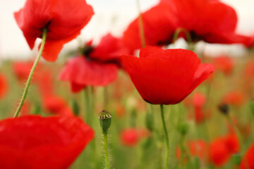 Beautiful red poppy flowers growing in field, closeup