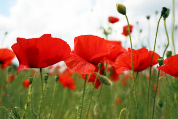 Obraz premium Beautiful red poppy flowers growing in field, closeup