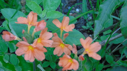 autumn leaves in the garden