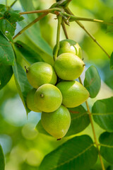 Green walnuts on a tree. A lot of nuts on a tree