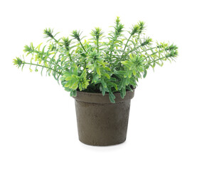 Beautiful artificial plant in flower pot isolated on white