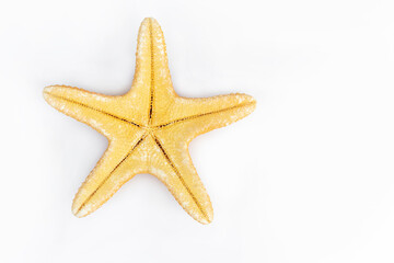 Fototapeta na wymiar starfish on white isolated background