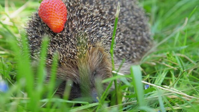 cute hedgehog with fresh strawberry on needles hides in grown grass in summer forest extreme closeup. Concept animal nature environment