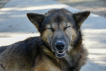 portrait of a dog smiles and laugh for camera