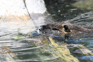 Nutria gross und klein beim putzen, schwimmen und Spass haben