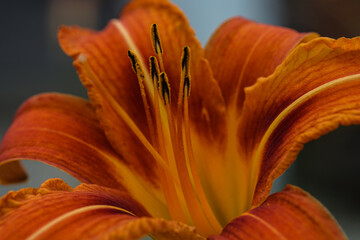 Blüte oramge © Felix