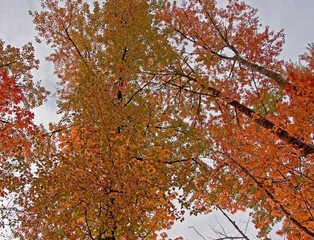 This is a look upwards into colorful autumn trees with leaves turning reds, oranges and golds.  Sky is subdued in this horizontal nature photo.