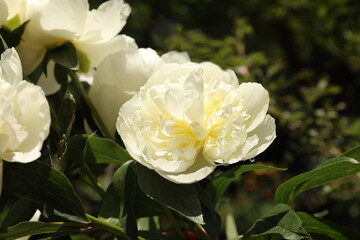 Closeup view of blooming white peony bush outdoors
