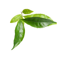 Green leaves of tea plant isolated on white