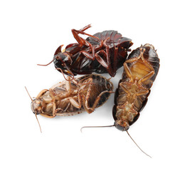 Dead brown cockroaches isolated on white, top view. Pest control
