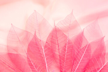 transparent pink leaves on airy fabric texture, soft pastel colors, blurred abstract nature background - 362395653