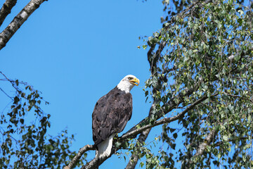 Weisskopfseeadler in einem Baum sitzend und beobachtend