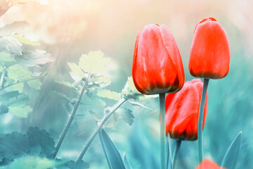 delicate red tulips in a soft morning sunlight, beauty in nature - 362395805