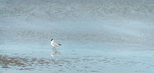 isolated seagull on beach during low tide eating some worms . bi
