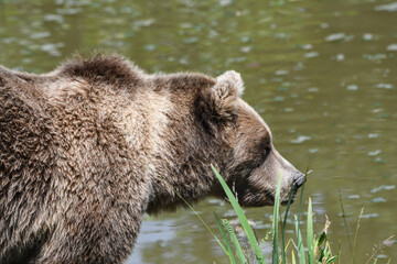 Braunbär in der freien Wildbahn in Deutschland