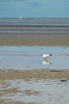 isolated seagull on beach during low tide eating some worms . bird reflecting in water. portrait format