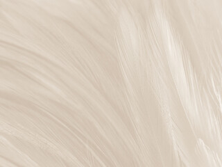 Obraz premium Beautiful abstract gray and white feathers on white background, soft brown feather texture on white pattern background, gray feather background