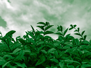 Beautiful abstract color black and green flowers on dark background and dark graphic white flower frame and green leaves texture, green background, colorful graphics banner