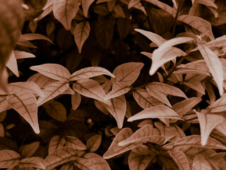 Beautiful abstract color brown and yellow flowers on dark background and orange flower frame and brown leaves texture, brown background, orange and gold love banner, white isolated background 