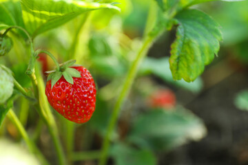 Strawberry plant with ripening berry growing in field, closeup