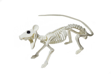 rat skeleton on a white background