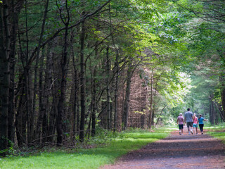 Fototapeta premium walk in the woods