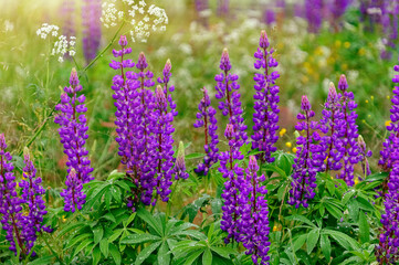 Obraz premium field of lupine flowers
