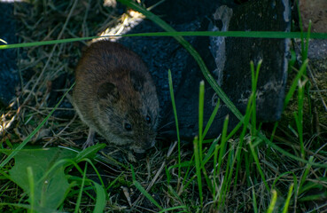 Field mouse in the grass.