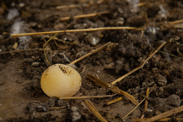 Chicken egg without shell in film in the chicken coop. Lack of vitamins, minerals. Chicken diseases