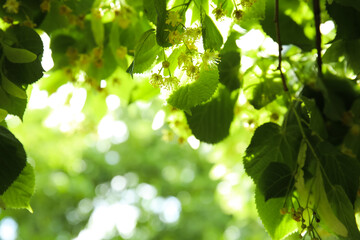 Fototapeta na wymiar Closeup view of linden tree with fresh young green leaves and blossom outdoors on spring day