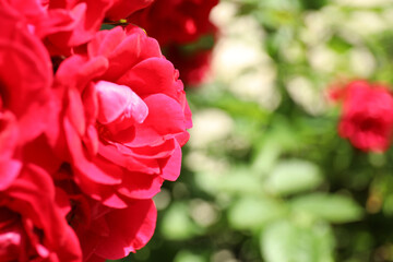 Closeup view of blooming rose bush outdoors on spring day. Space for text