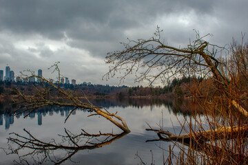 Winter tree reflection
