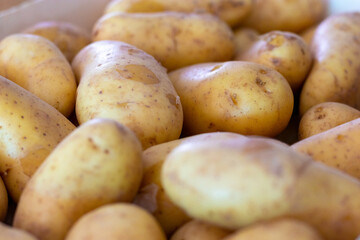 Pommes de terre nouvelles de l'Ile de Ré en vrac