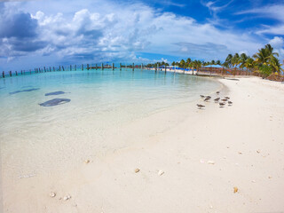 beautiful beach with white sand and blue sea, stingrays in the water