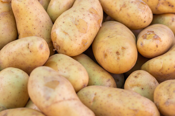 Pommes de terre nouvelles de l'Ile de Ré en vrac