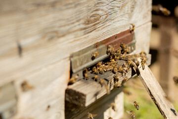 A lot of bees returning to bee hive and entering beehive with collected floral nectar and flower pollen. Swarm of bees collecting nectar from flowers. Healthy organic farm honey.