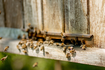 A close-up view of the working bees bringing flower pollen to the hive on its paws. Honey is a...