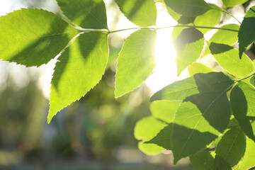 Closeup view of ash tree with young fresh green leaves outdoors on spring day