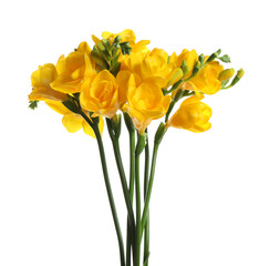Beautiful yellow freesia flowers on white background
