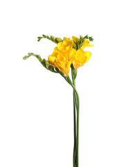 Beautiful yellow freesia flowers on white background